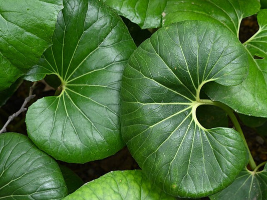 Farfugium japonicum