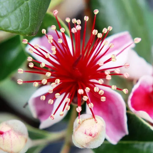 Feijoa sellowiana
