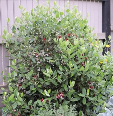 Feijoa sellowiana