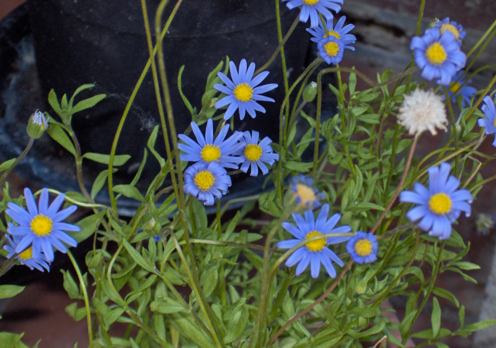 Felicia amelloides