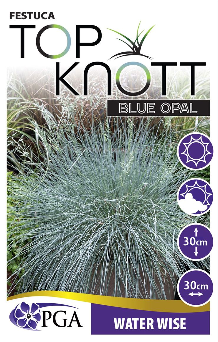 Festuca ‘Top Knot Blue Opal’