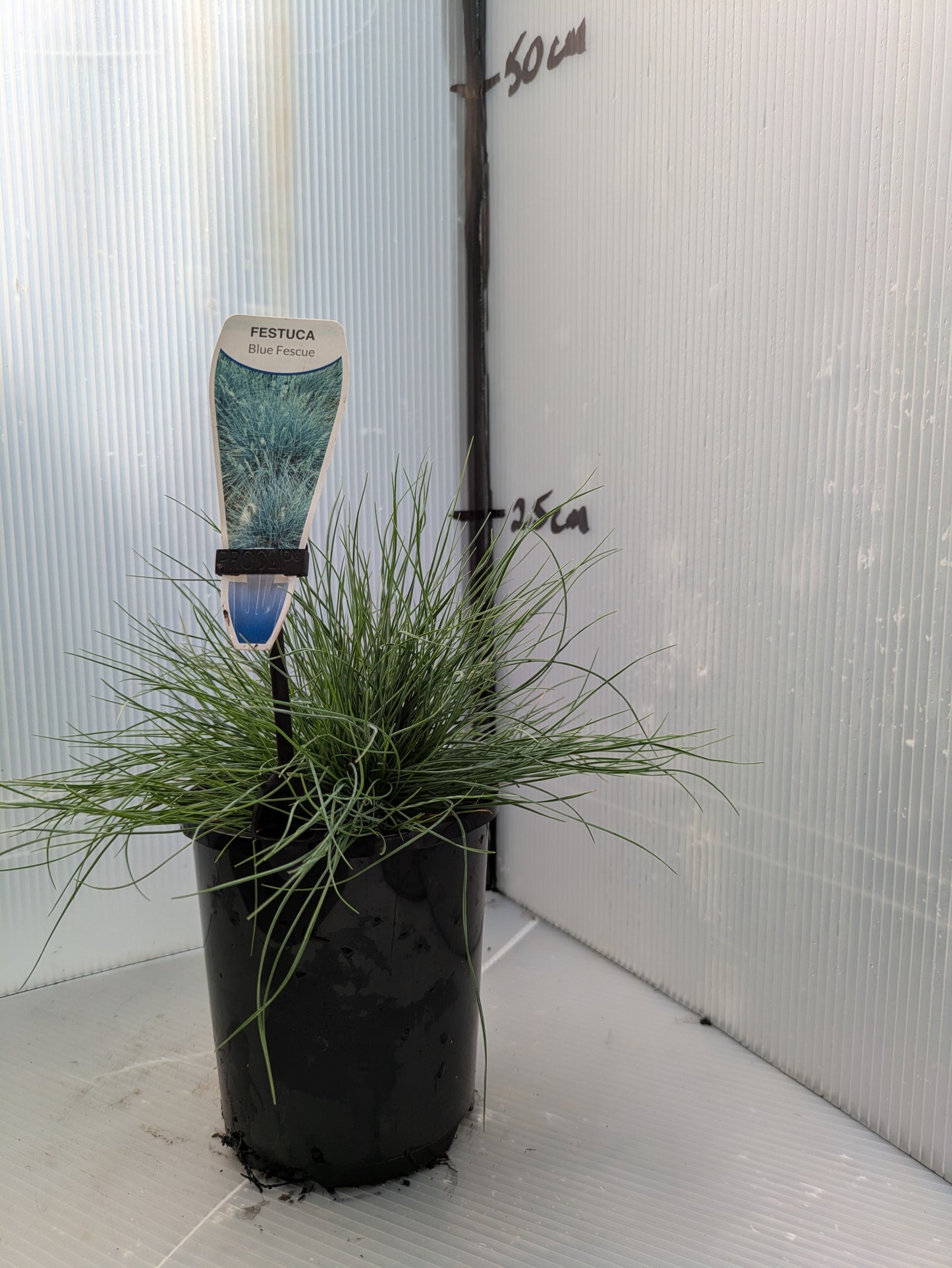 Festuca glauca