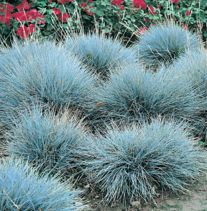 Festuca glauca