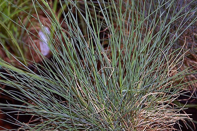 Festuca glauca Elijah Blue