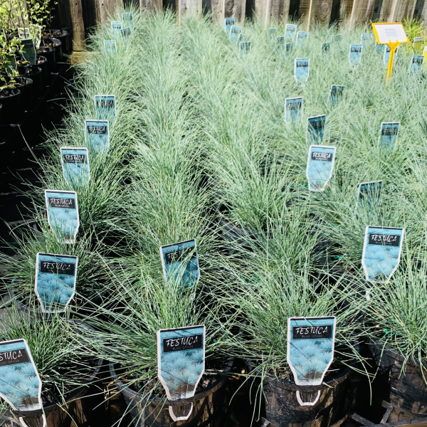Festuca glauca
