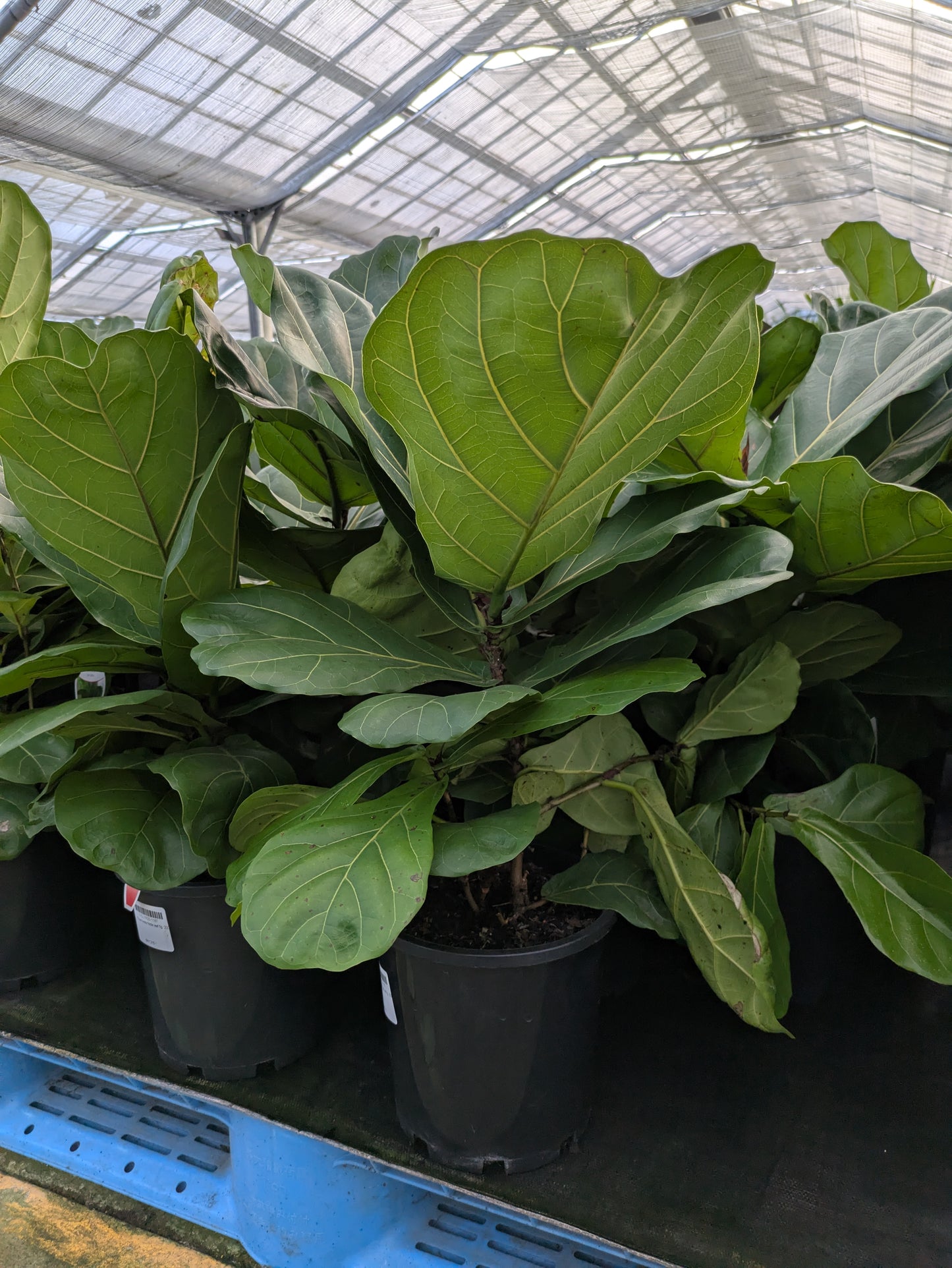 Ficus lyrata