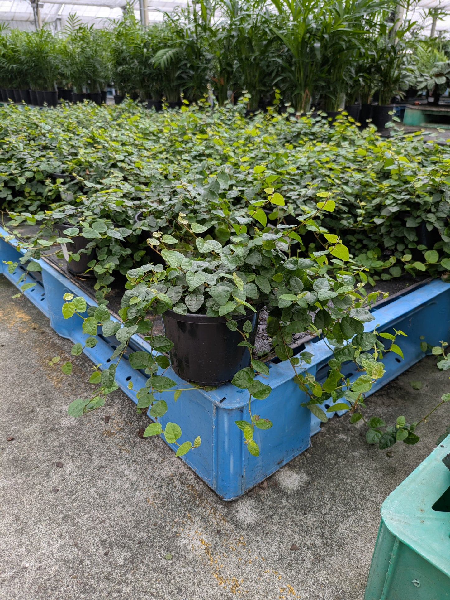 Ficus pumila
