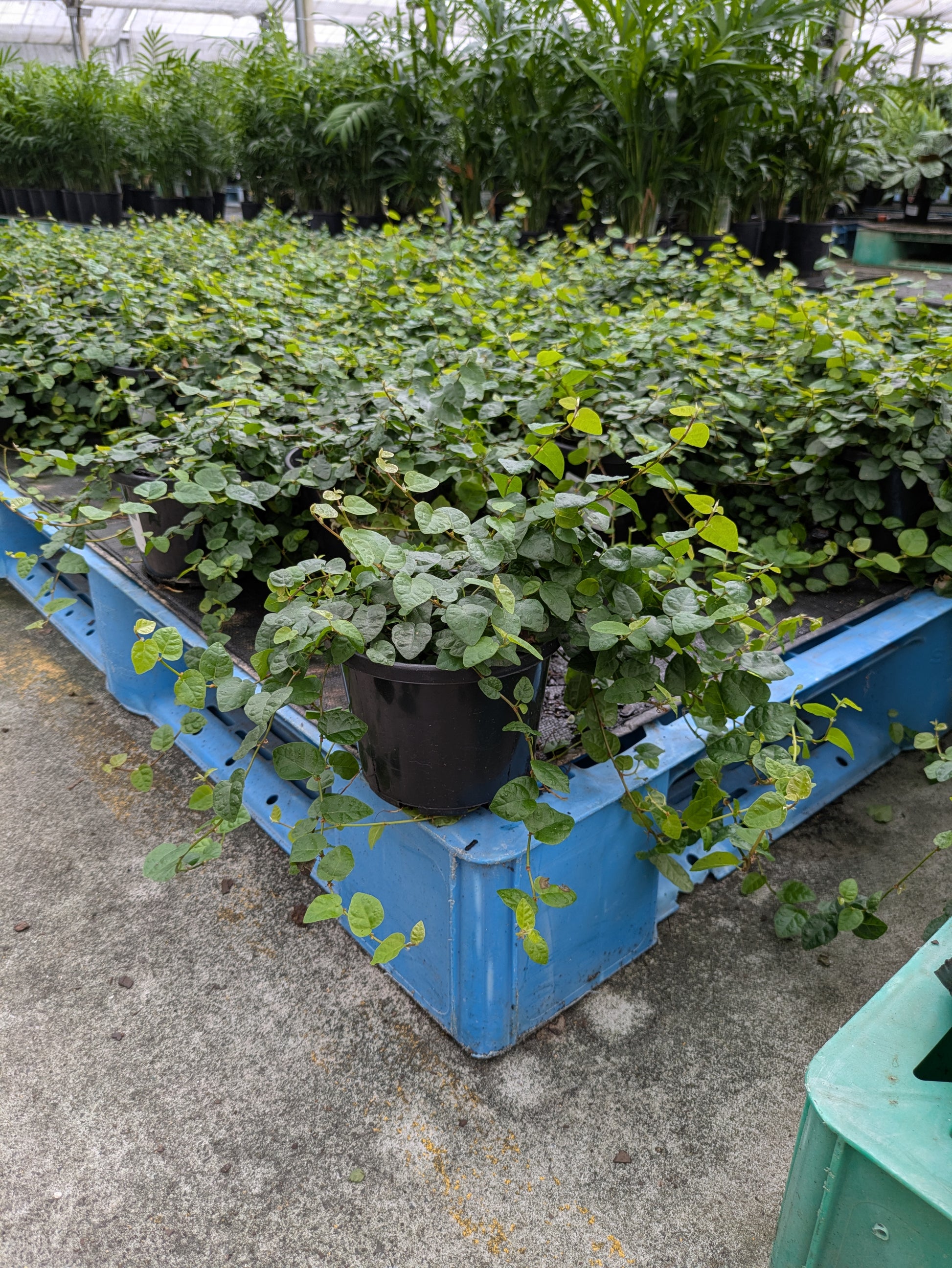 the plant broker
