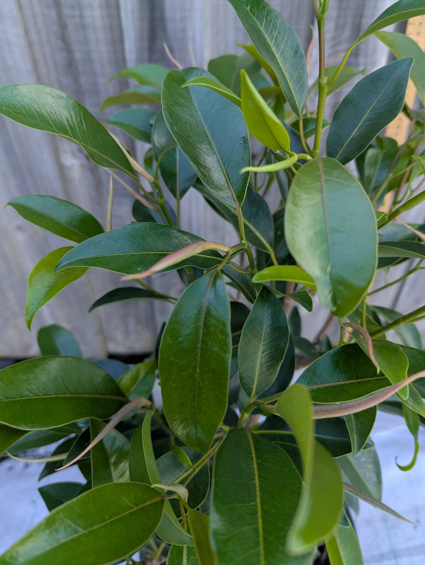 Ficus 'Figaro'