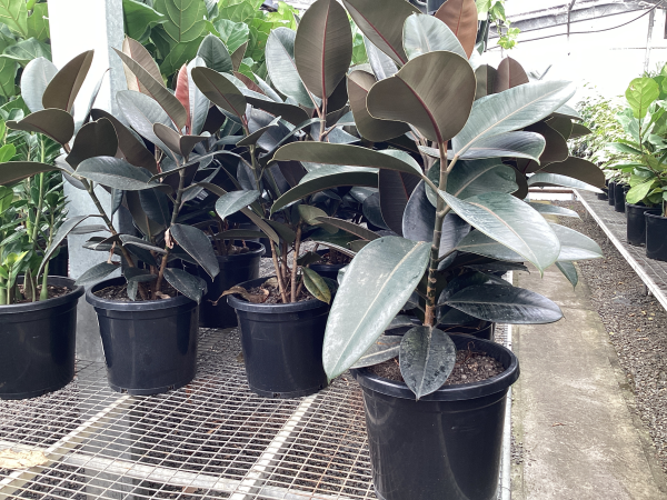 Ficus elastica 'Burgundy'