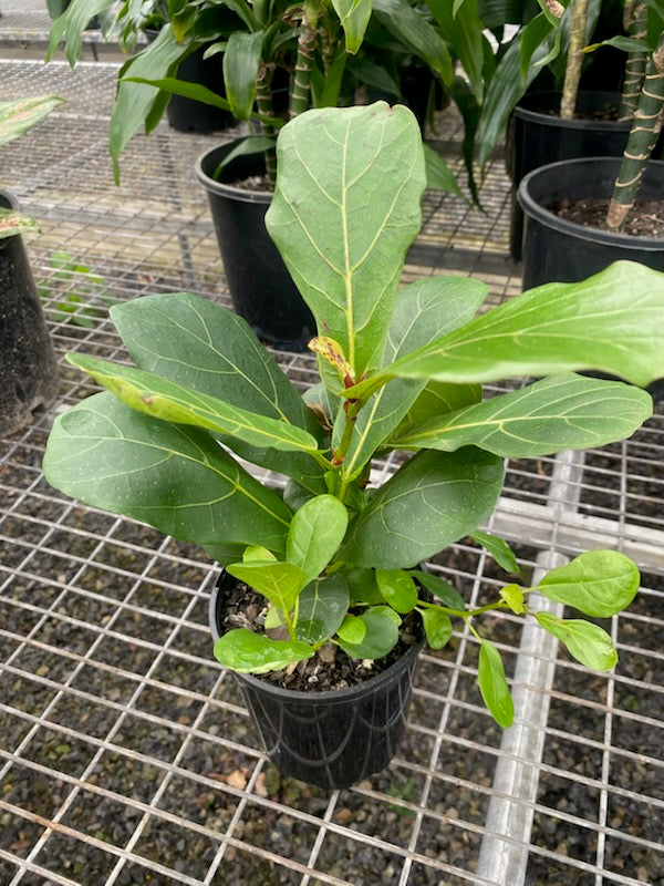 Ficus lyrata