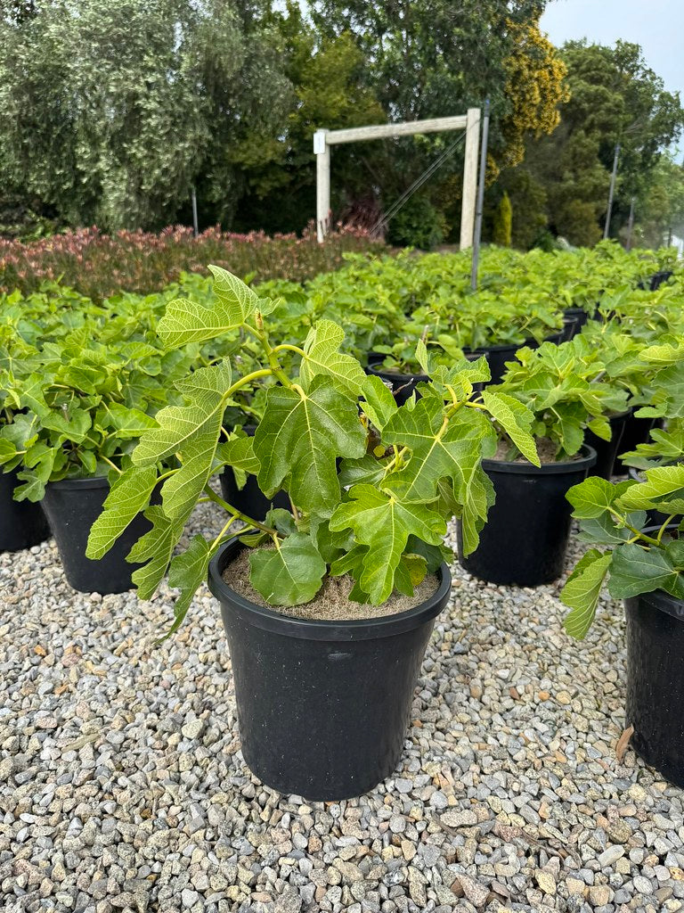 Ficus carica 'Figalicious'
