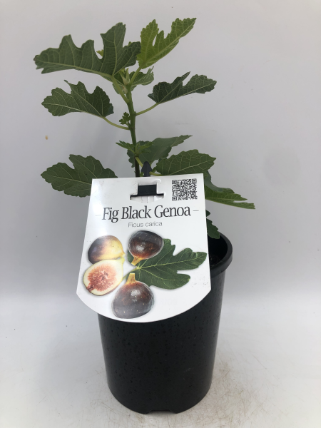 Ficus carica 'Black Genoa' (Fig)