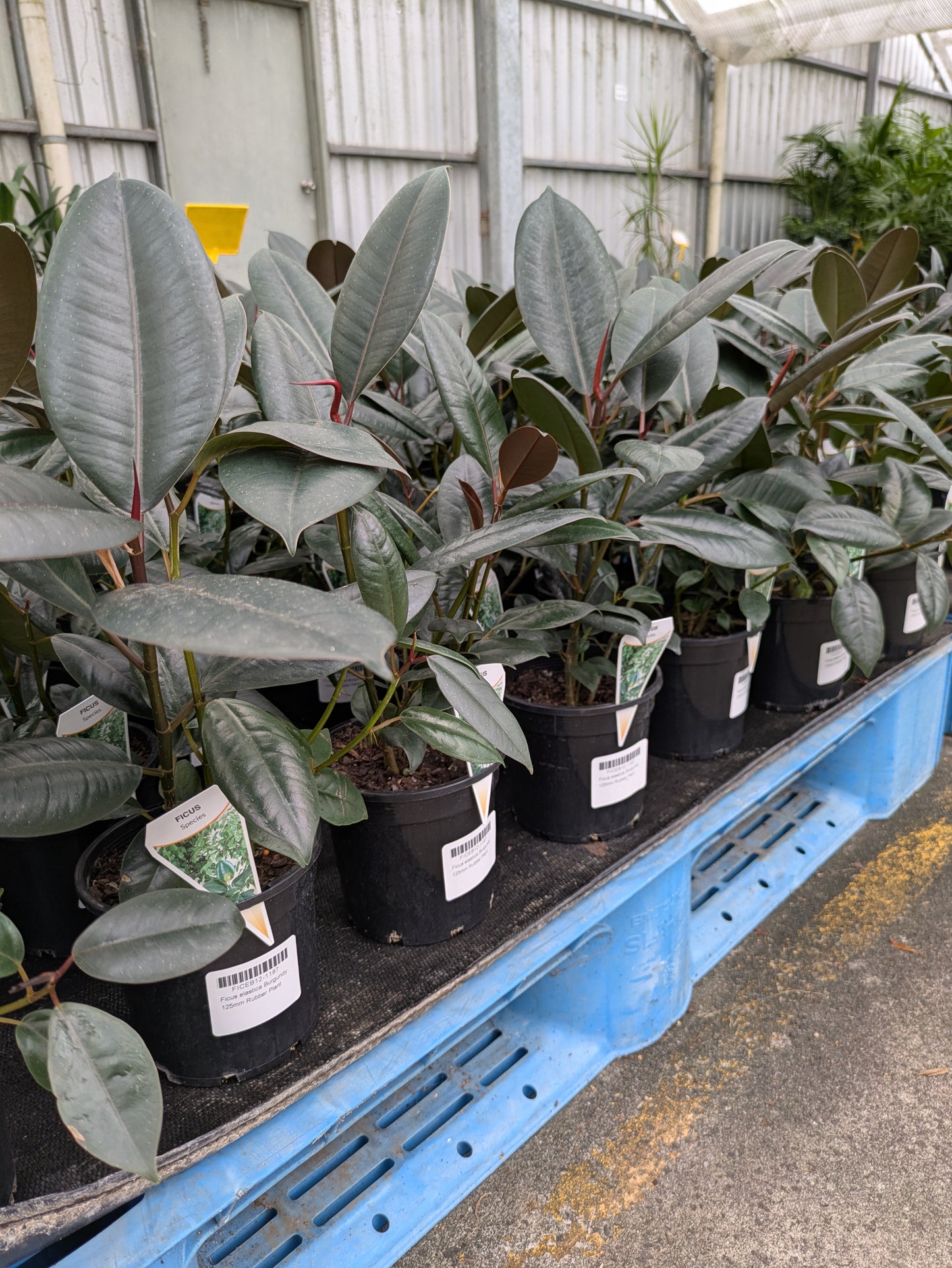Ficus elastica Burgundy
