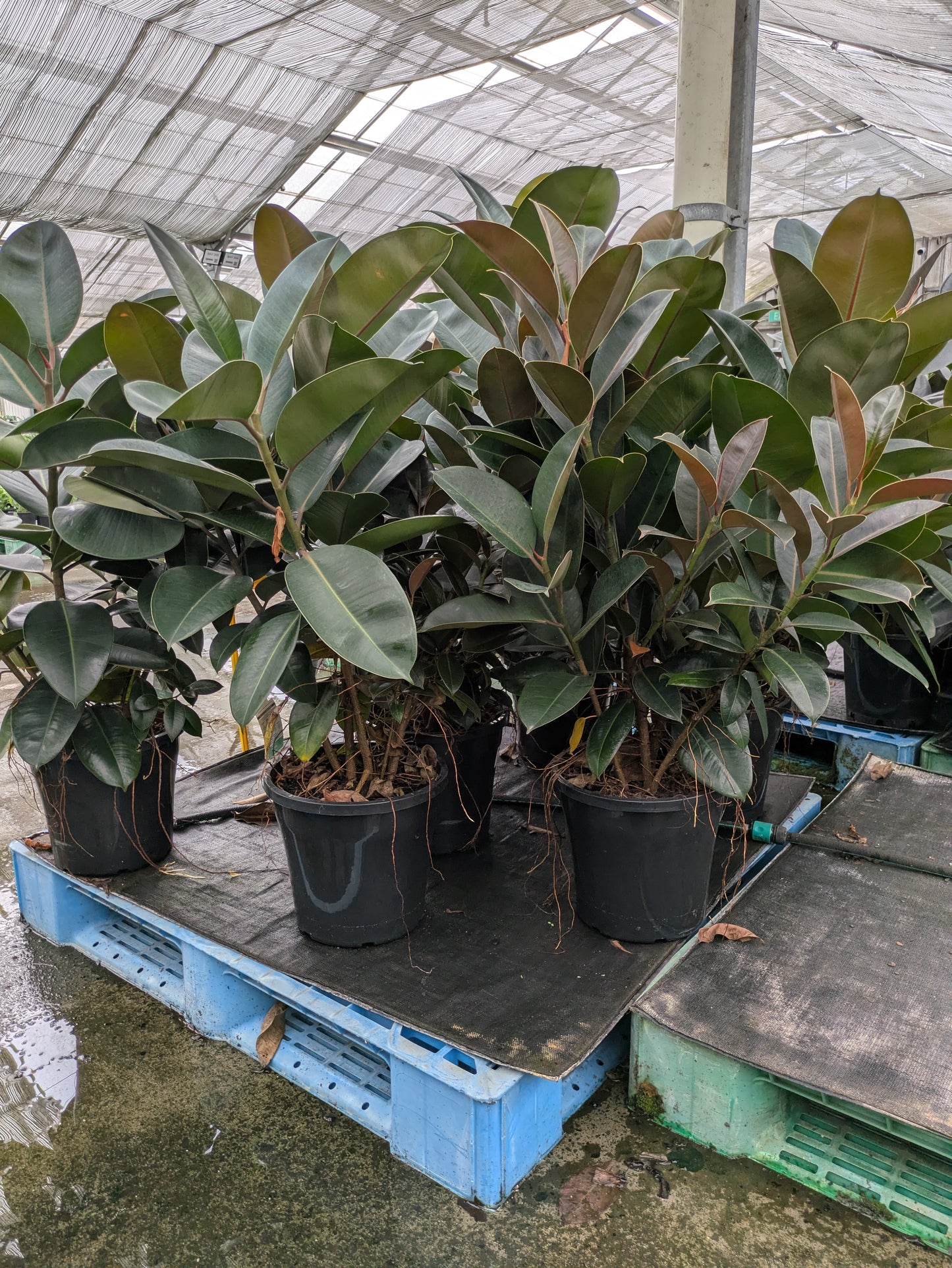 Ficus elastica Robusta