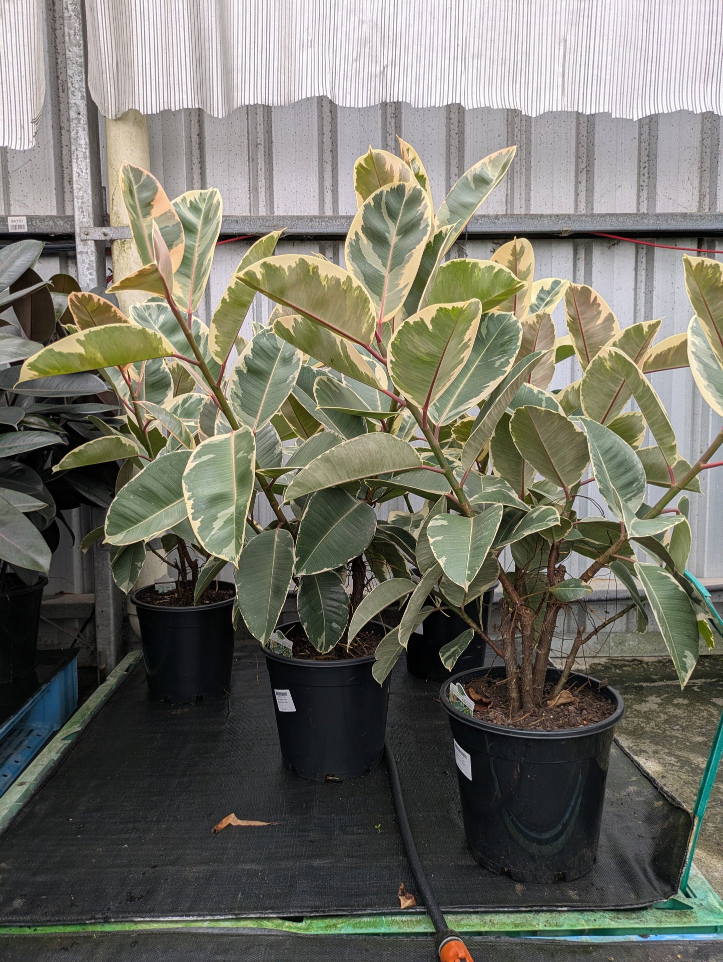Ficus elastica Teneke
