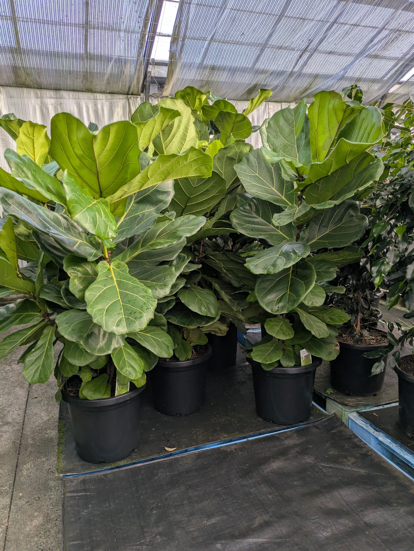 Ficus lyrata