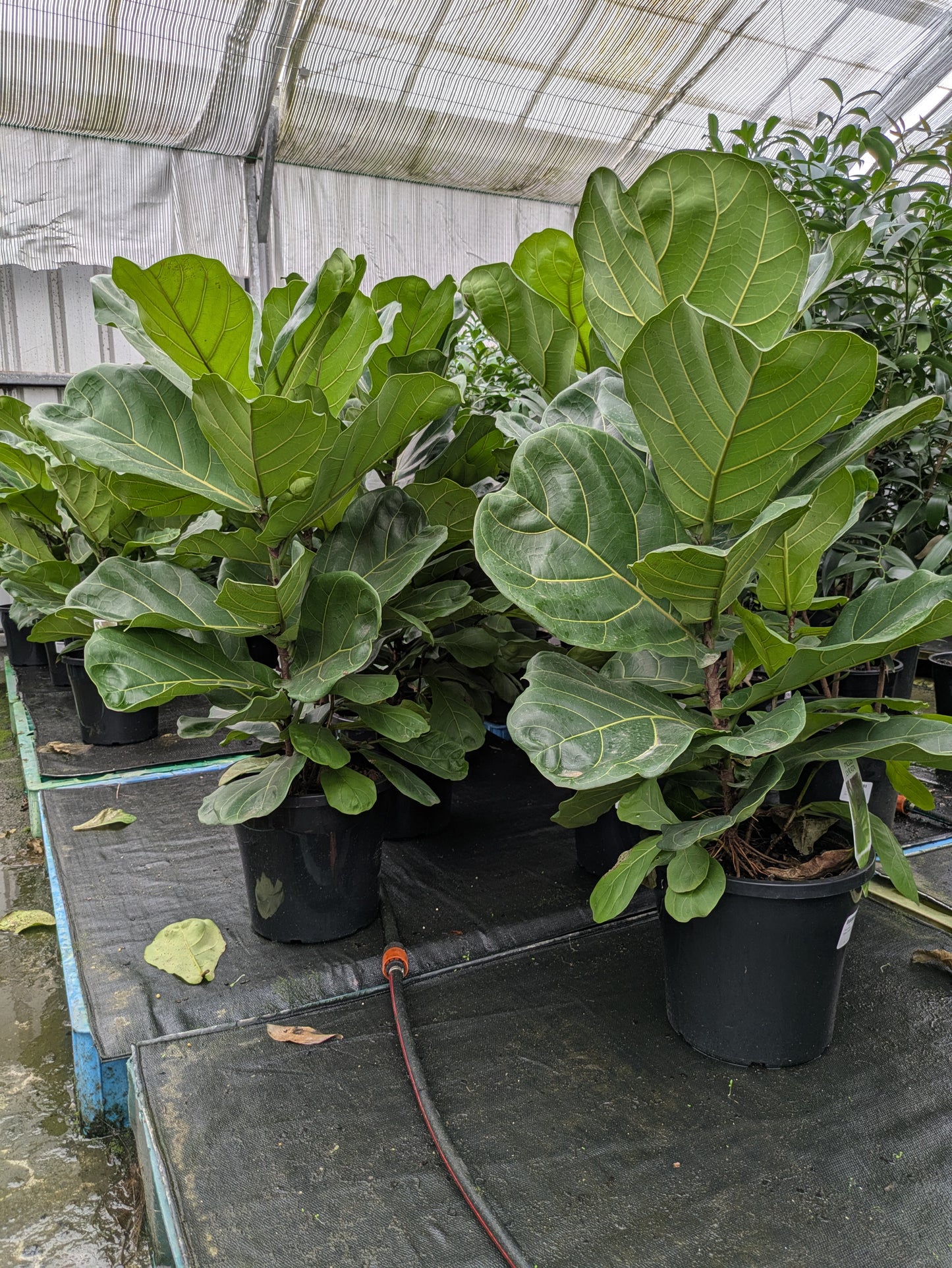 Ficus lyrata