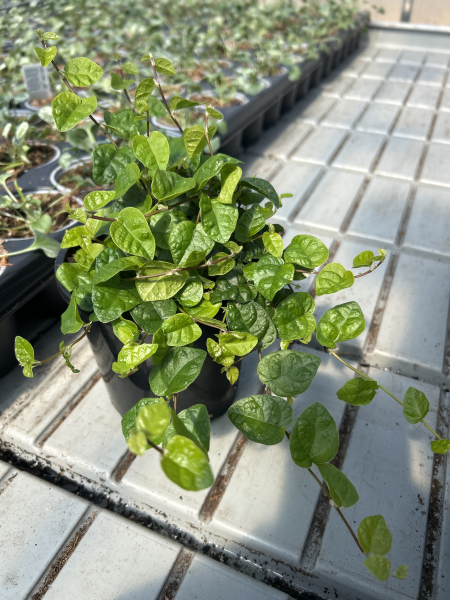 Ficus pumila