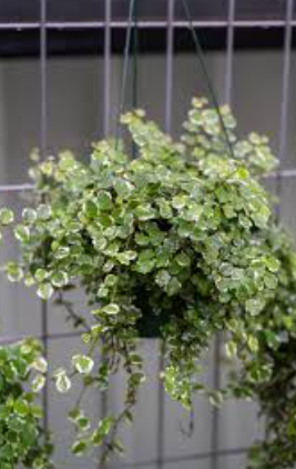 the plant broker