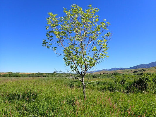 Fraxinus pennsylvanica