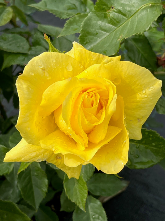 Rose - Friesia