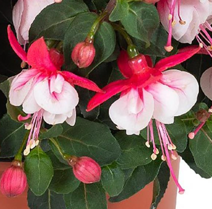 Fuchsia Ballerina® Arabesque
