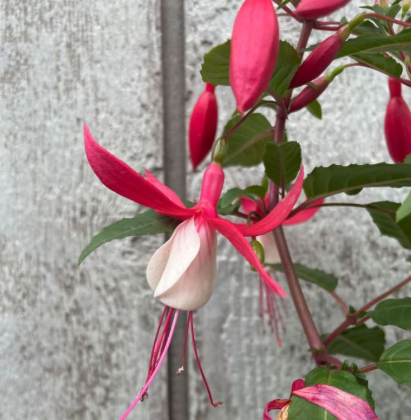 Fuchsia Bella Evita