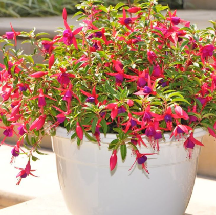 Fuchsia Electric Lights