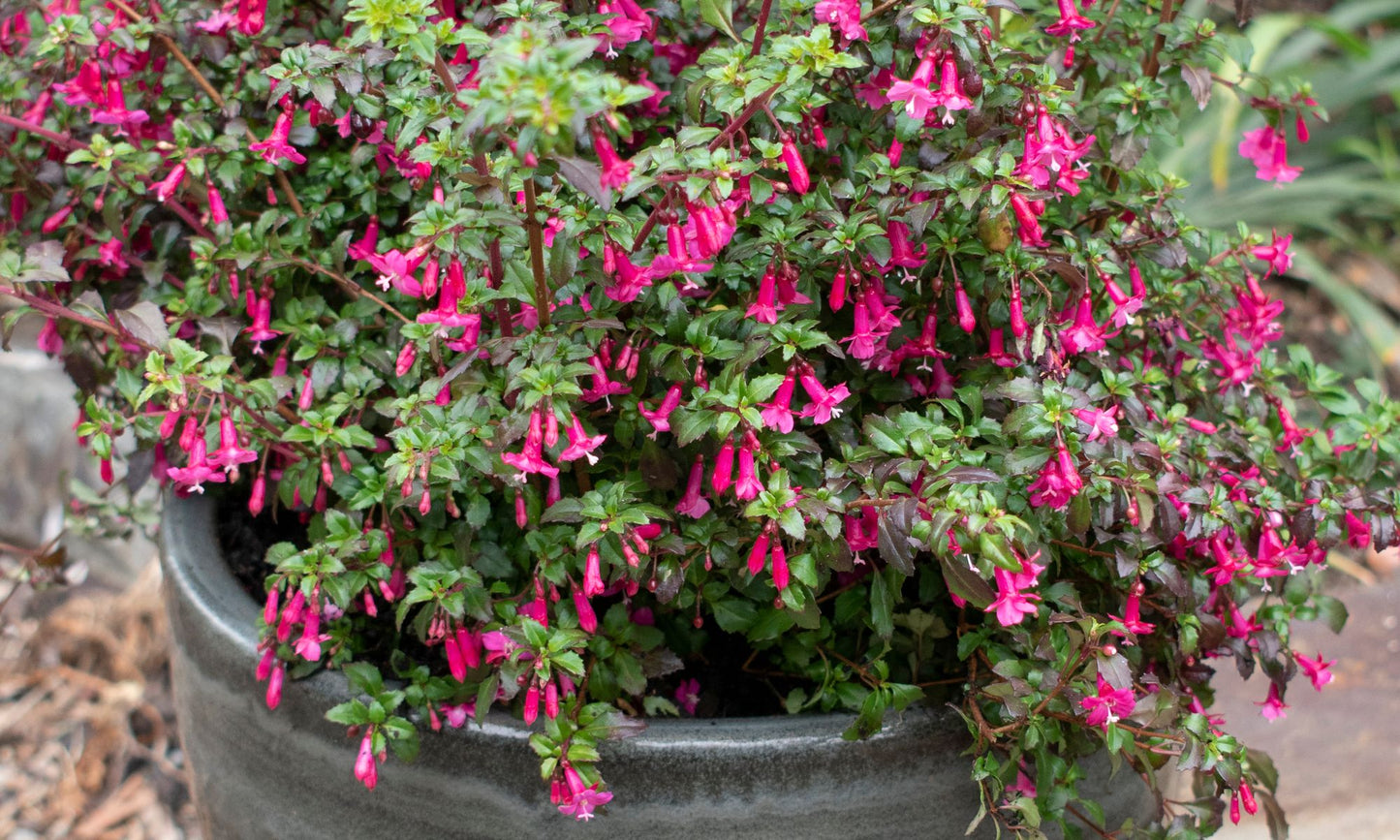 Fuchsia ‘Candy Bells Raspberry’