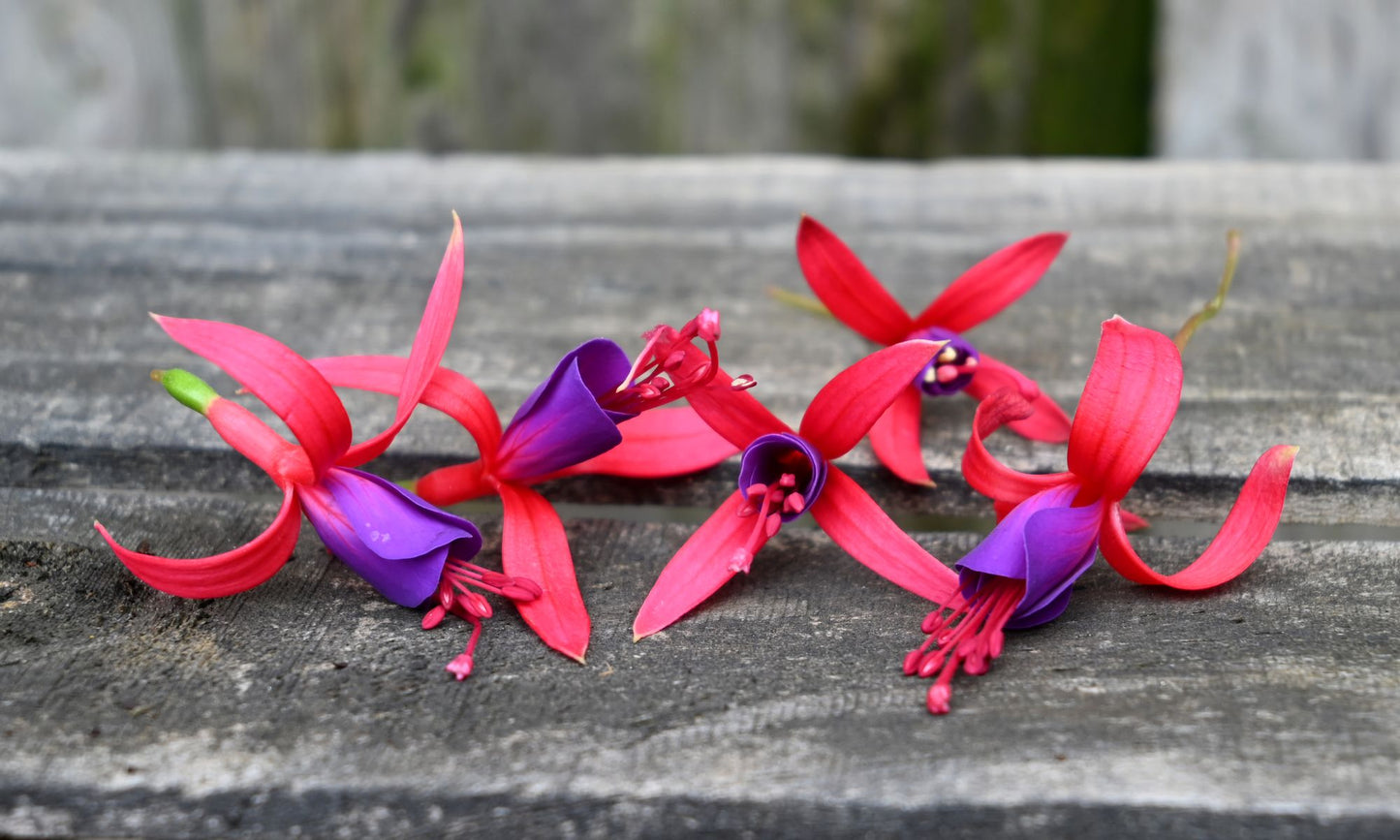 Fuchsia ‘HAPPY BELLS™ Flirtatious’