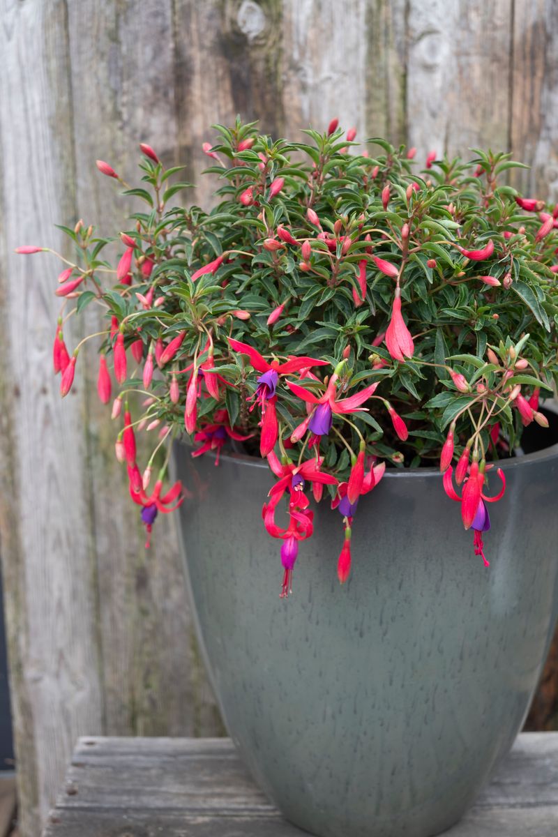 Fuchsia ‘HAPPY BELLS™ Flirtatious’