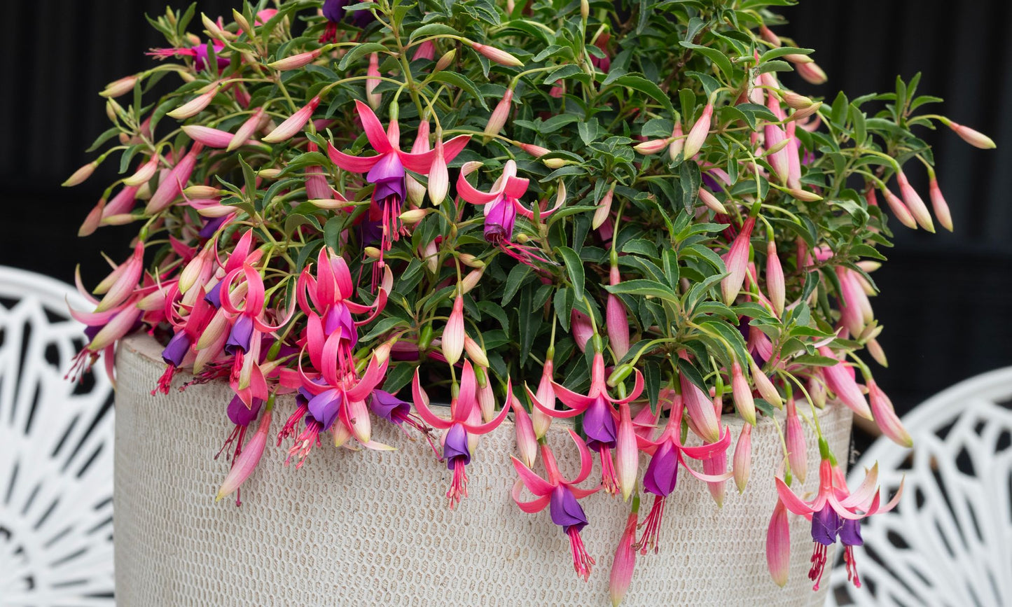 Fuchsia ‘HAPPY BELLS™ Playful’