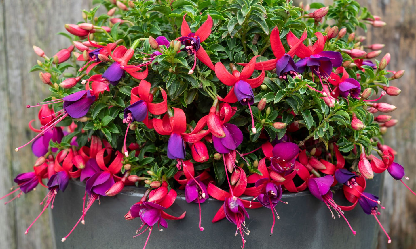 Fuchsia ‘HAPPY BELLS™ Vivacious'