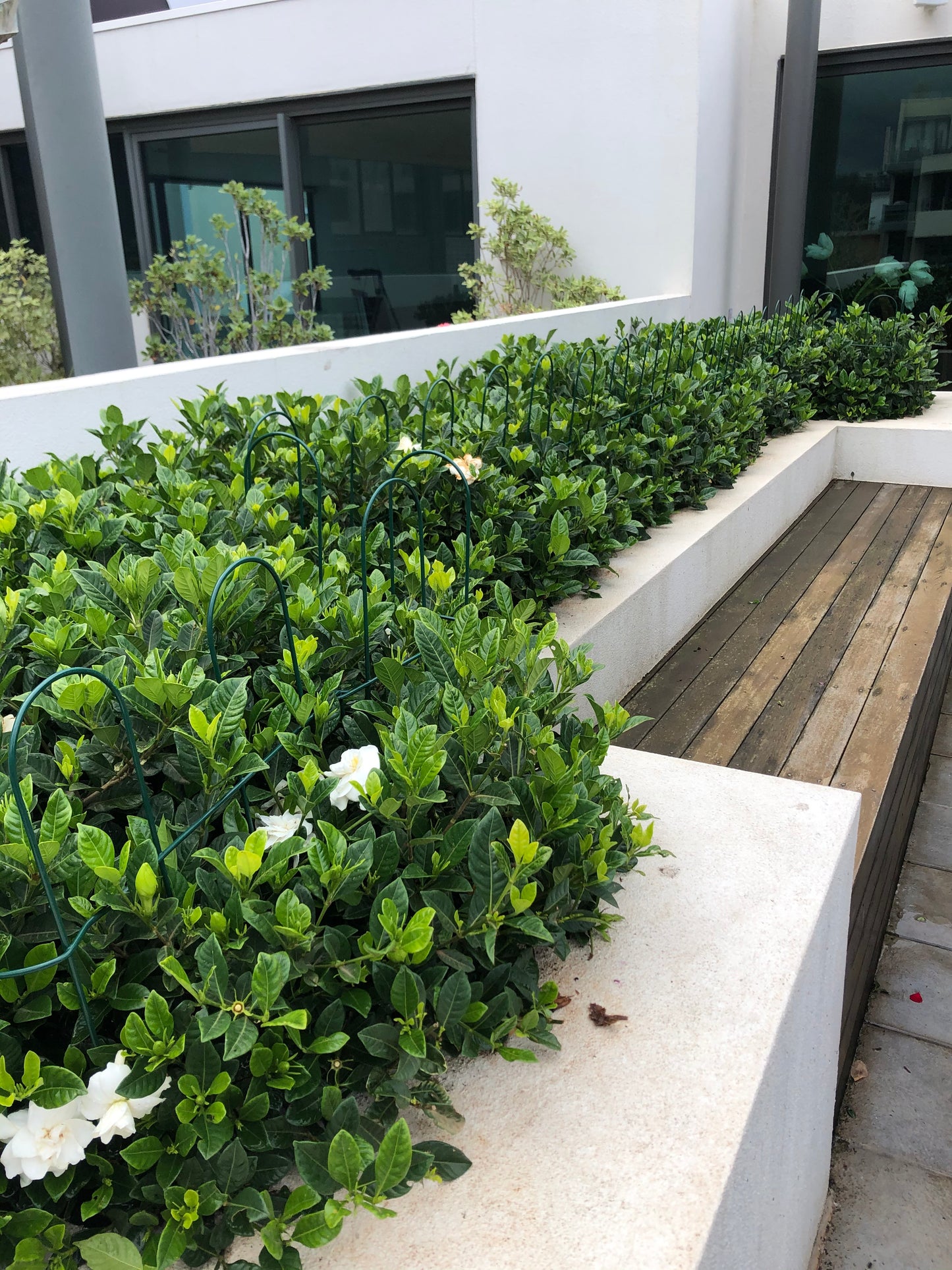 GardeniaFlorida