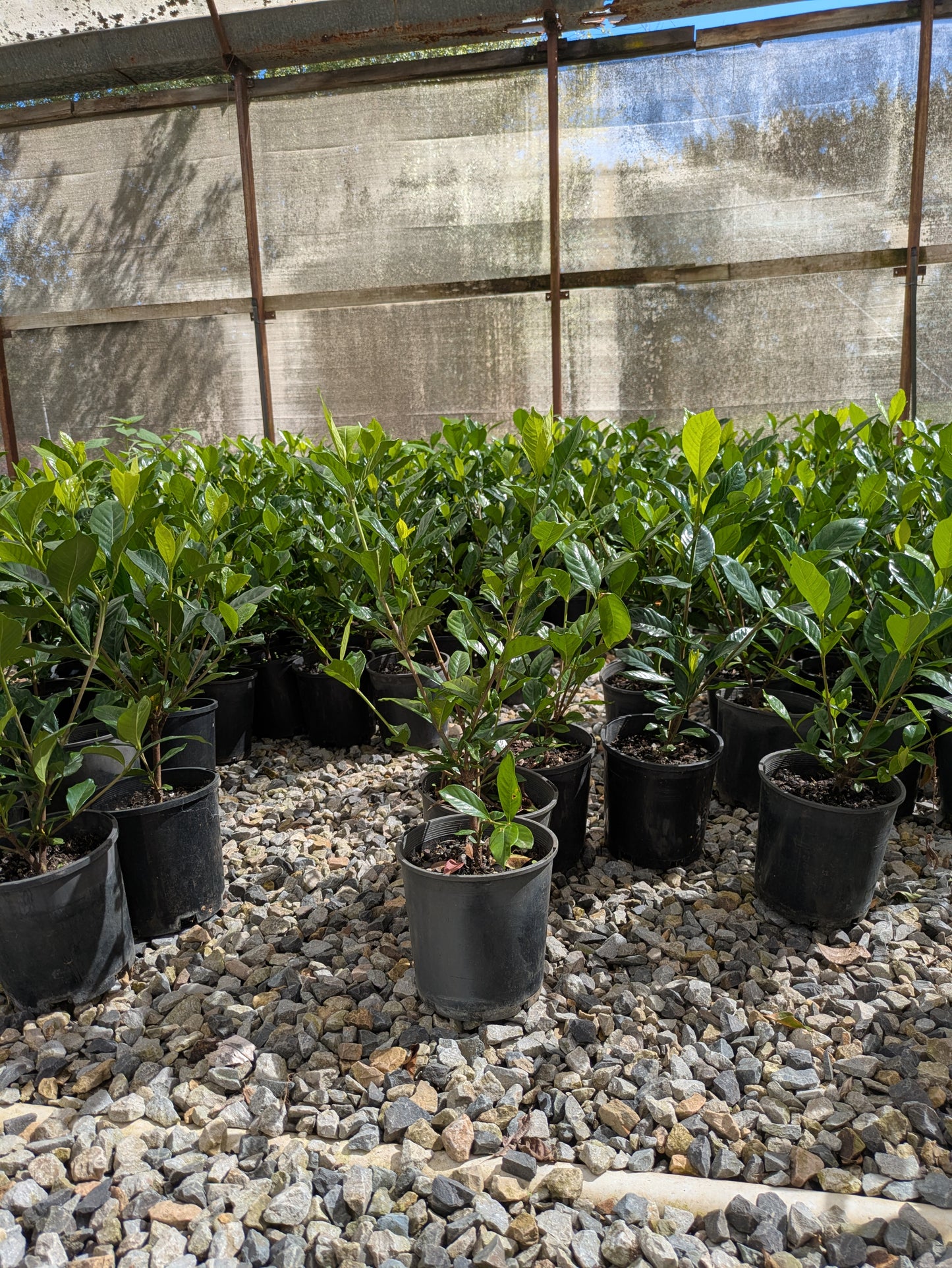 Gardenia augusta Magnifica