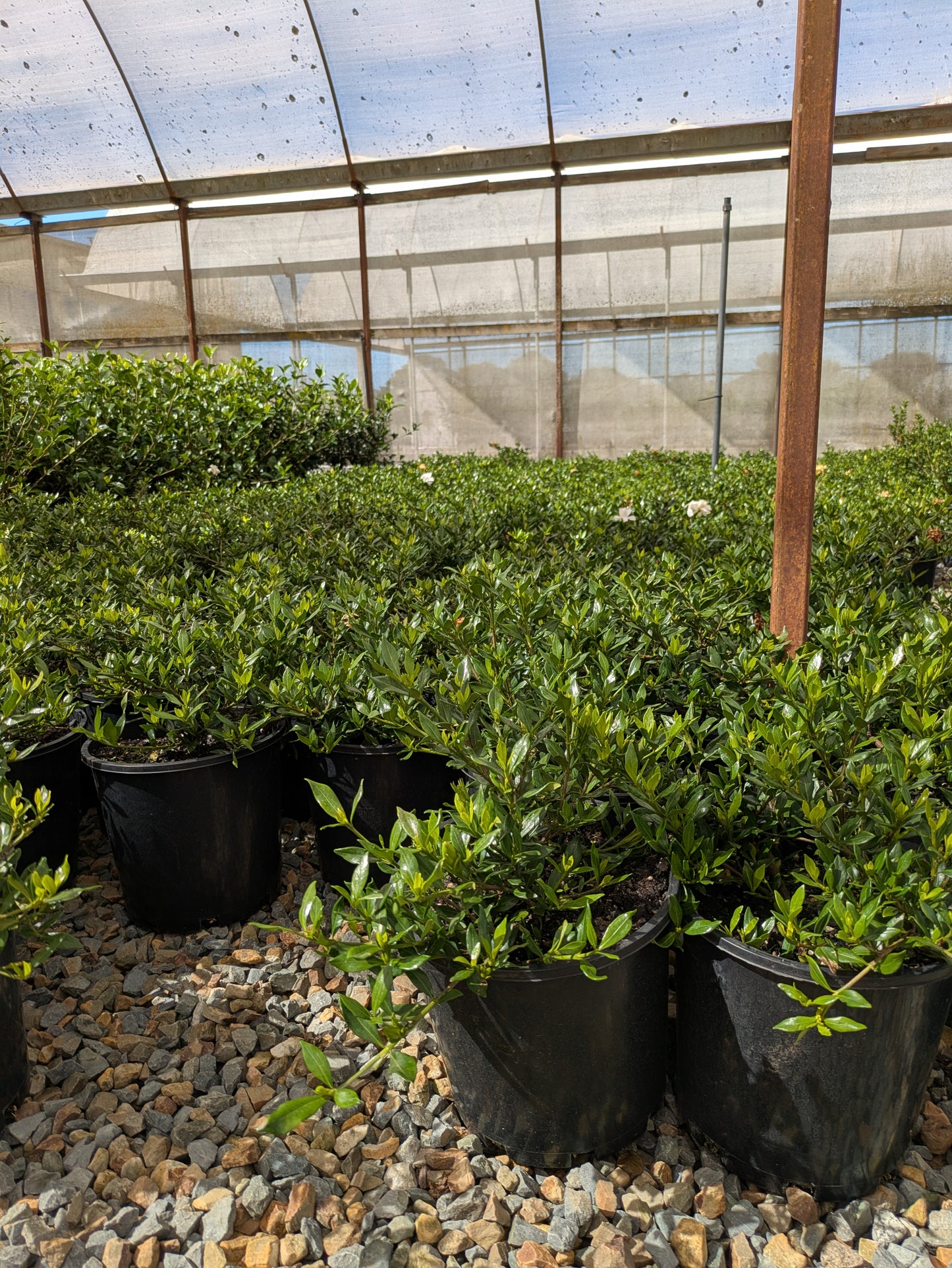 Gardenia augusta Radicans