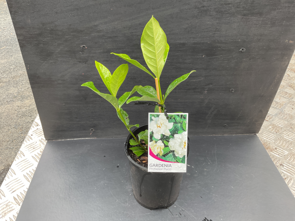 Gardenia augusta Professor Pucci