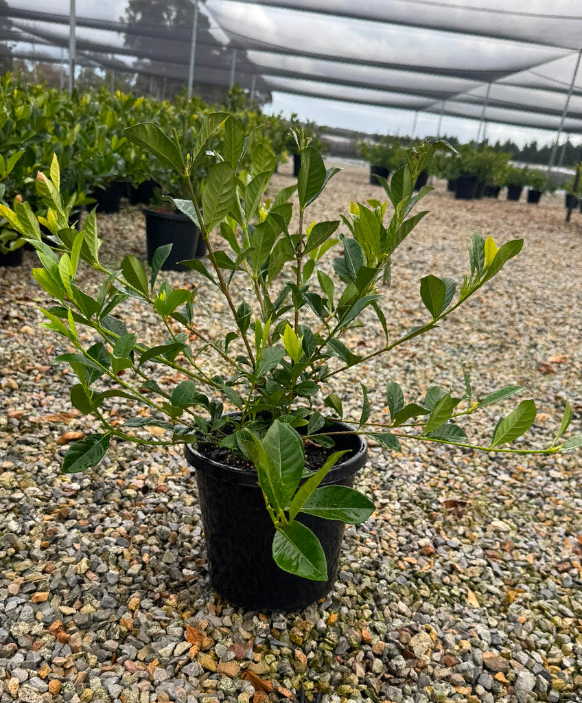 Gardenia augusta Florida
