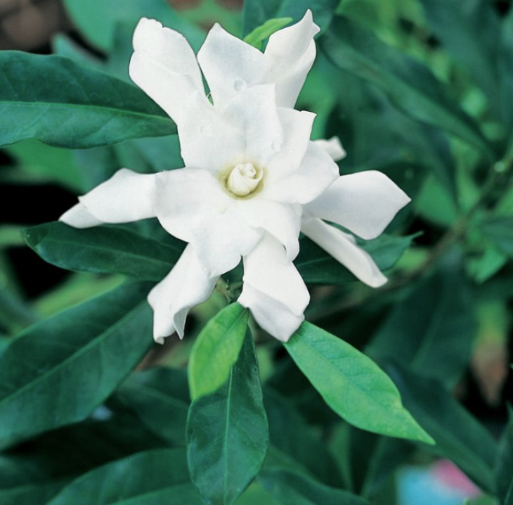 Gardenia augusta Four Seasons