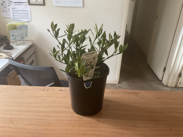 Gardenia augusta Radicans