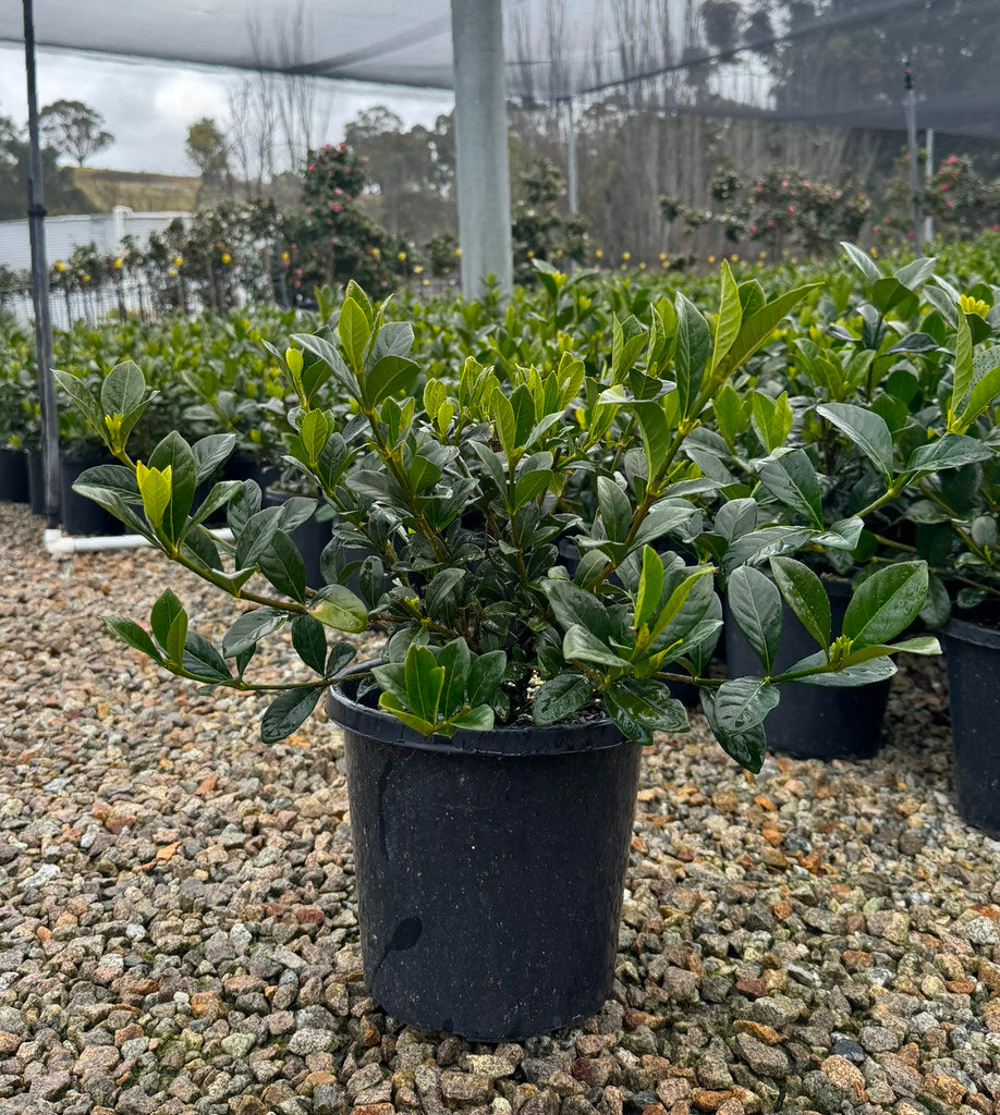 Gardenia augusta Aimee Yoshiba