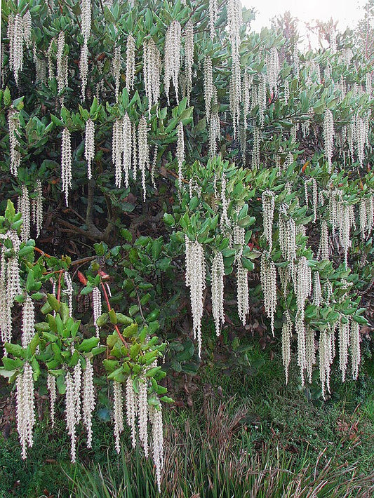 Garrya eliptica James Roof