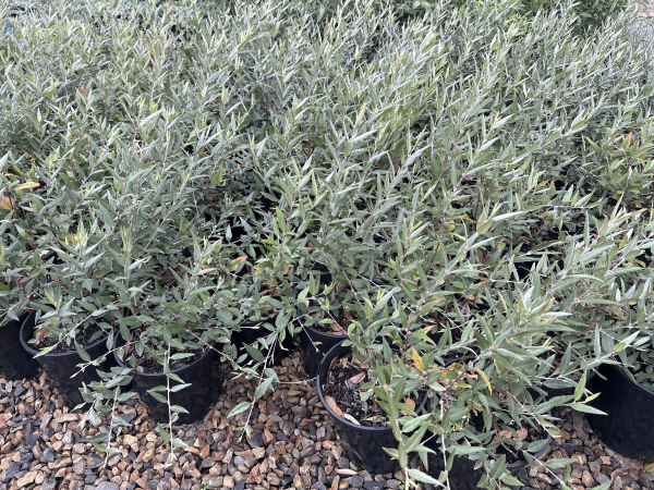 Gastrolobium celsianum (syn. Brachysema lanceolatum)