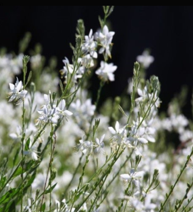 Gaura Lillipop Soda Pop