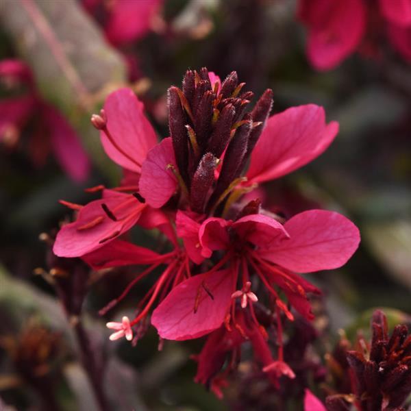 Gaura lindheimeri Belleza Dark Pink