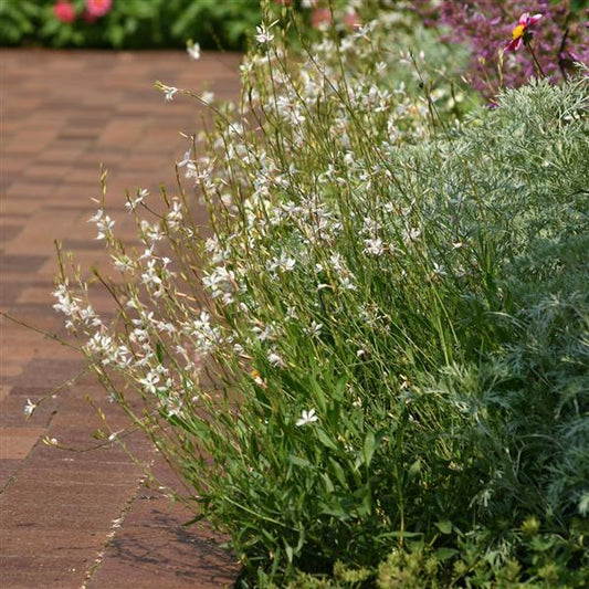 Gaura lindheimeri Belleza White