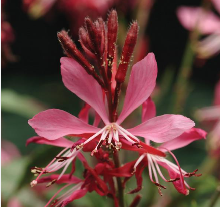 Gaura spp. Rose