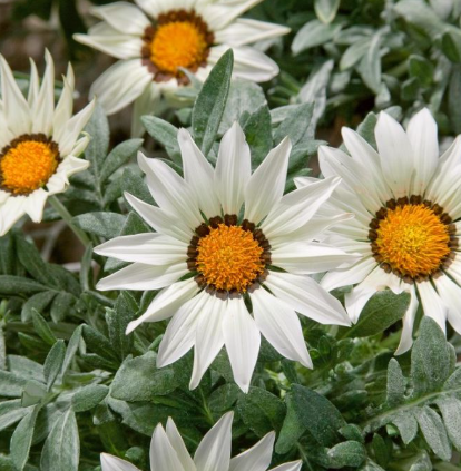 Gazania Kiss Frosty White
