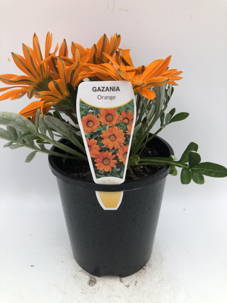 Gazania spp. Orange